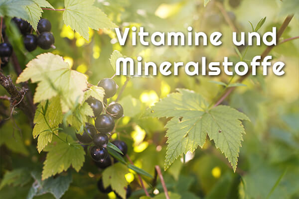 Symbolbild "Vitamine und Mineralstoffe"